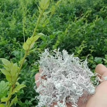 【精品推荐】张家界永定区藤茶，一手货源，基地直发，全国发货