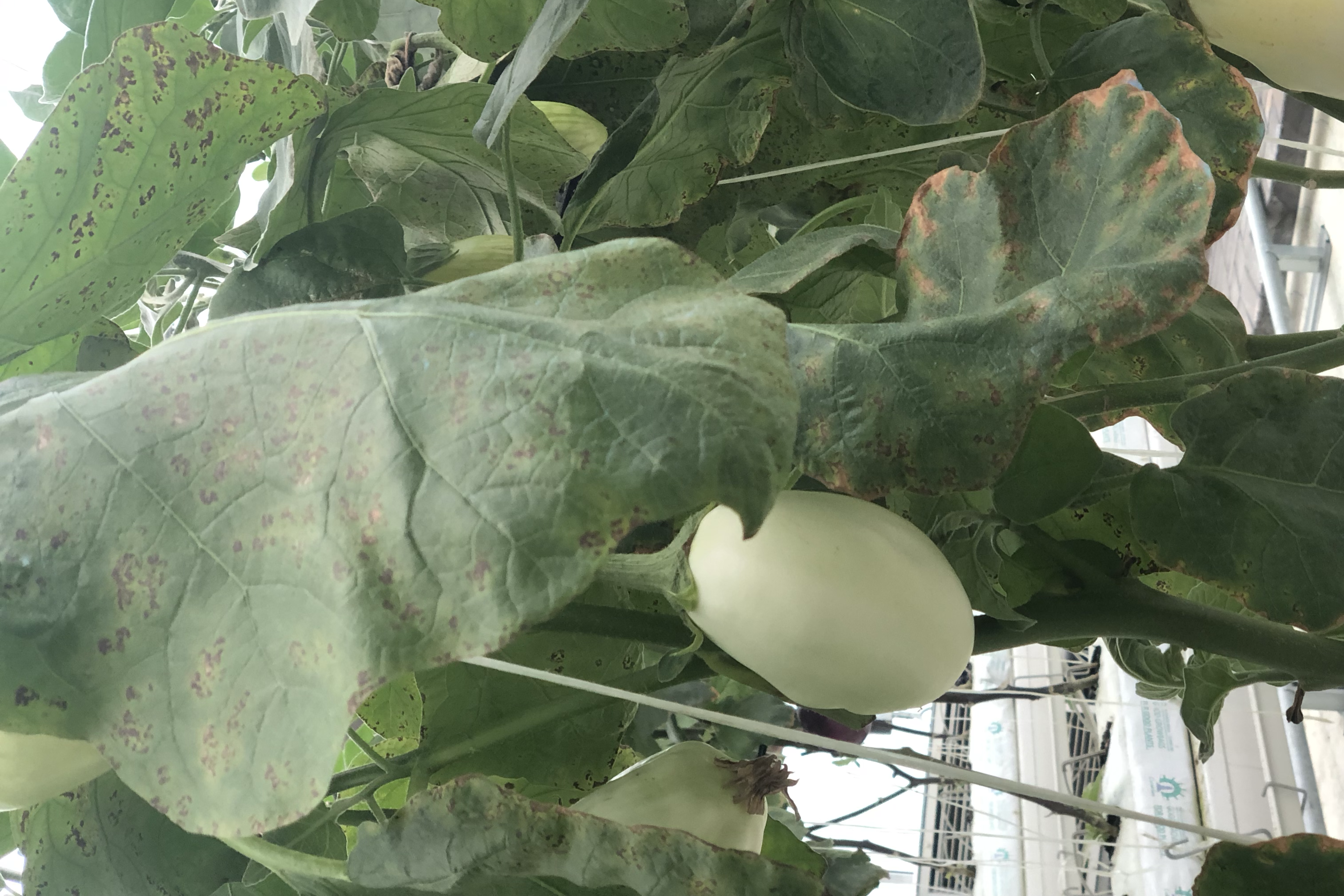 图示为圆茄在南方与北方种植环境与管理策略的对比,突出气候与技术差异 圆茄南方与北方种植对比图