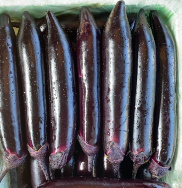 四川长茄烧烤茄墨茄大量上市供货量24万斤