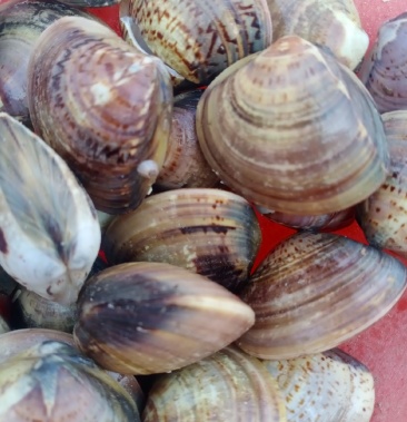 [蛤蜊批发]威海本地纹蛤价格17.00元/斤 - 一亩田