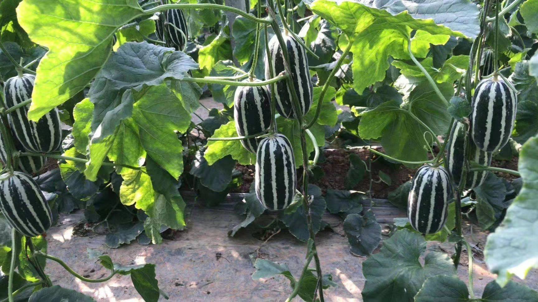 一株健康的博洋9号甜瓜植株,叶片宽大翠绿,藤蔓粗壮,主蔓上挂着两个已进入成熟期的椭圆形浅麻绿色条纹果实,果面带有细密网纹,背景为现代化温室环境 博洋9号甜瓜植株特写