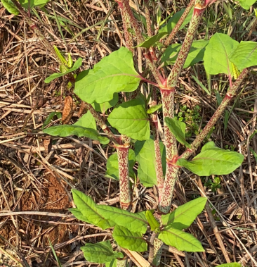 [虎杖批发]药材虎杖价格3.00元/斤 - 一亩田