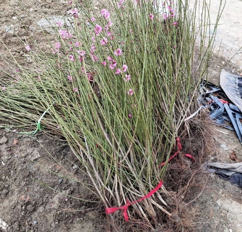 骨里红梅成年植株冬季形态:枝干呈深紫红色,表皮光滑无裂,顶芽饱满呈暗褐色,侧芽紧凑,显示良好木质化与休眠状态;地面覆盖薄雪,反映华北平原典型越冬环境 骨里红梅冬季枝干特写,展示紫红色老枝与褐色冬芽,背景为覆雪庭院,体现典型北方越冬状态