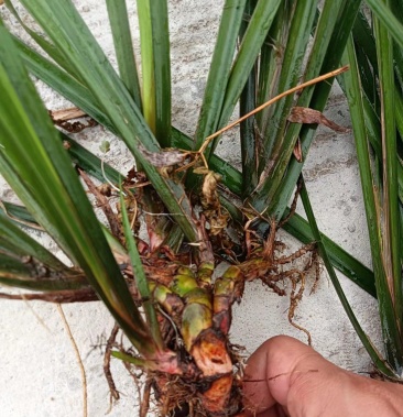 [茴香菖蒲批发]现采新鲜茴香菖蒲价格5.00元/公斤 - 一亩田