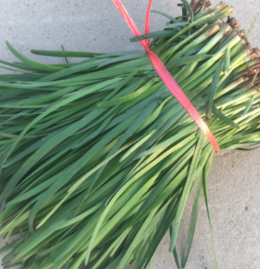 [紫根红韭菜批发]红根韭菜价格1.60元/斤 - 一亩田