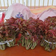 露天头茬香椿芽，大量有货。欢迎各位老板联系！大量有货！合