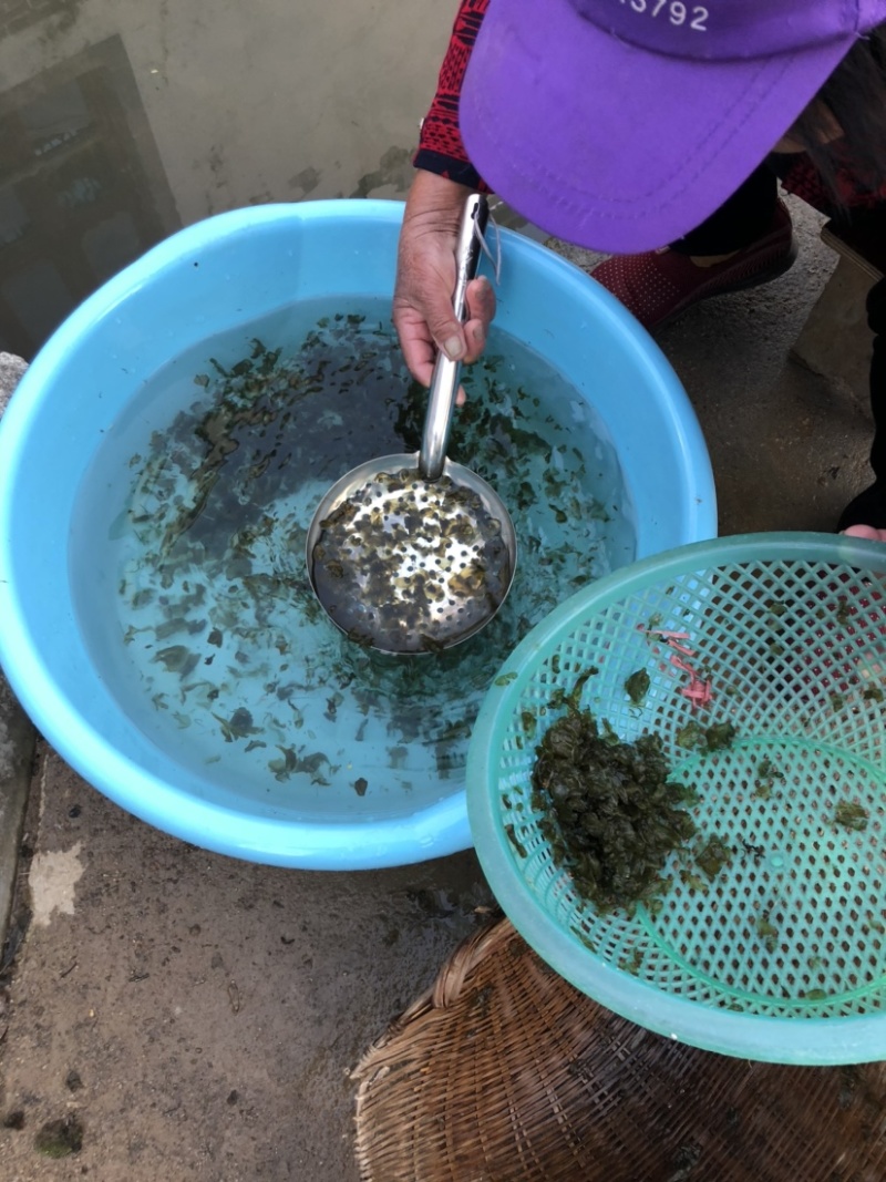 野生地皮菜新鲜湿菜
