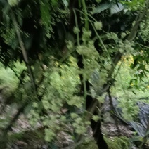药财地苦胆种子，正在火热预售之中