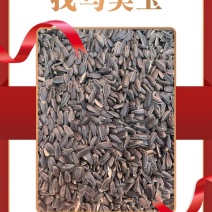 【油葵】进口精品油葵毛仁现货发售（过风过比重油色金黄）