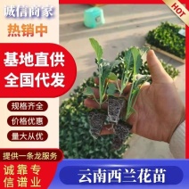 一级西兰花苗，青花苗，包成活率，提供技术指导，顺丰空运