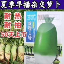 欧雅一号萝卜种子欧雅1号夏季耐热耐抽苔抗热越夏杂交萝卜