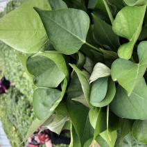 西瓜红红薯苗、脱毒原种、西瓜红、普薯32、六鳌蜜薯