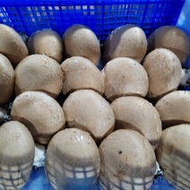 奥吉特褐蘑菇牛排菇基地化种植可煎炒炖涮