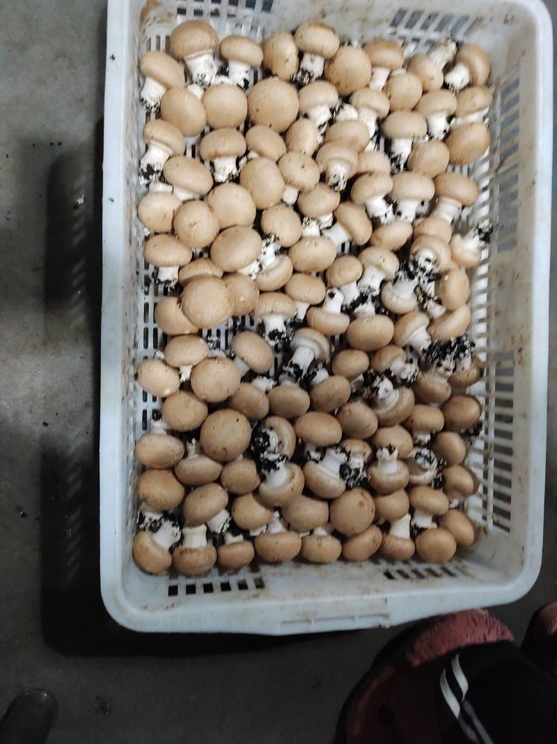 奥吉特褐蘑菇牛排菇基地化种植可煎炒炖涮