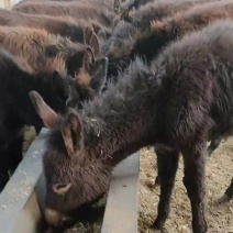 肉驴德州驴改良肉驴圈养散养均可已草料农作物秸秆喂养