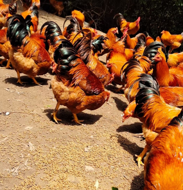 [土鸡批发]160天 5斤7广西灵山土阉鸡价格10.50元/斤 - 一亩田