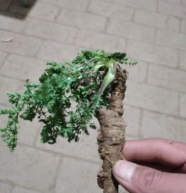 [防风批发]野生防风价格50.00元/斤 - 一亩田