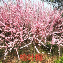 榆叶梅