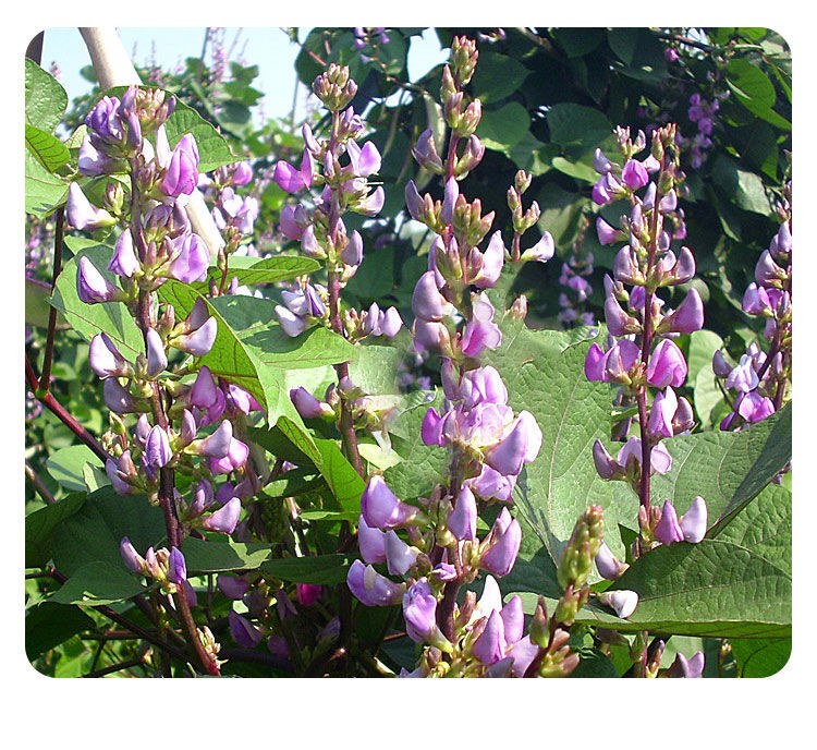 一株正在开花的紫花芸豆植物,茎蔓缠绕支架生长,叶片为三出复叶,花朵呈鲜艳的紫红色,成簇开放于叶腋处,背景为田园环境,阳光柔和,突出其自然生长状态 紫花芸豆植株特写