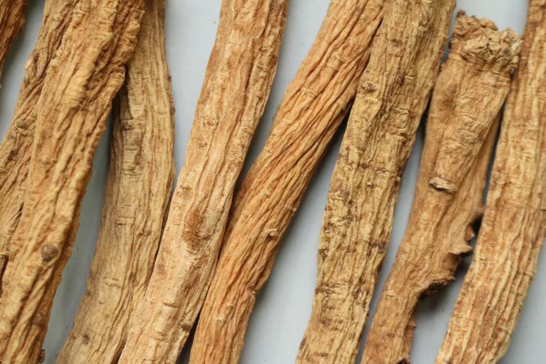 北沙参根部特写图