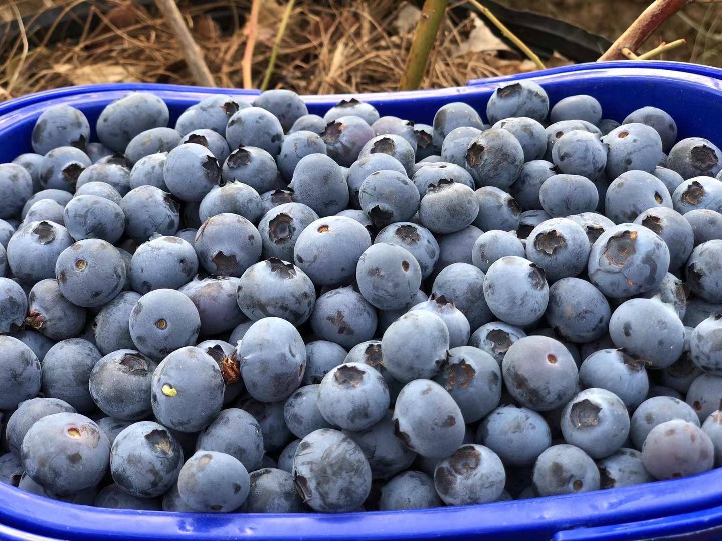 一个摆满新鲜水果的餐盘,包括切好的李子、黑布林、苹果和蓝莓 孕妇餐盘中的水果拼盘包含李子、黑布林和其他健康水果