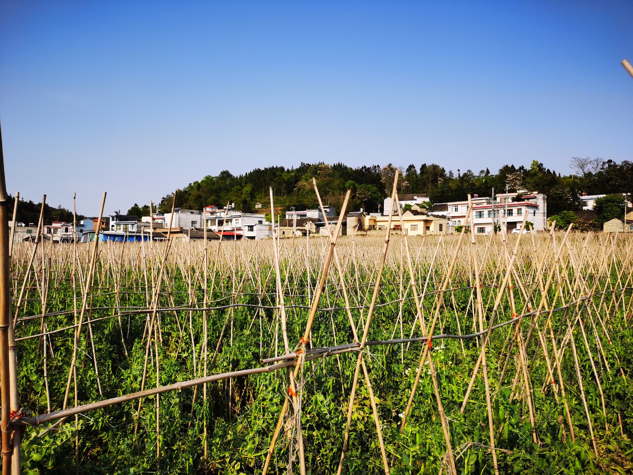 展示豌豆藤蔓攀爬在竹竿架上的过程,说明搭架方法 豌豆搭架引蔓示意图