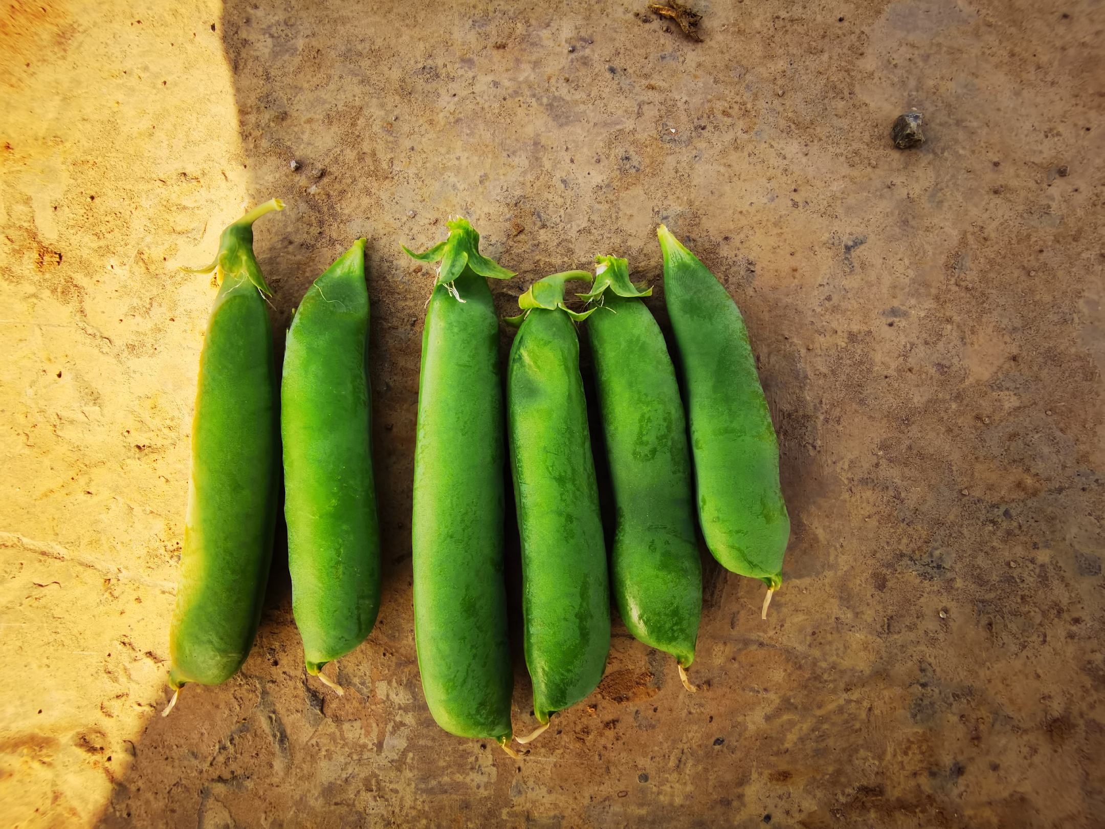 孟德尔在修道院花园中进行豌豆实验 孟德尔在修道院花园中进行豌豆实验