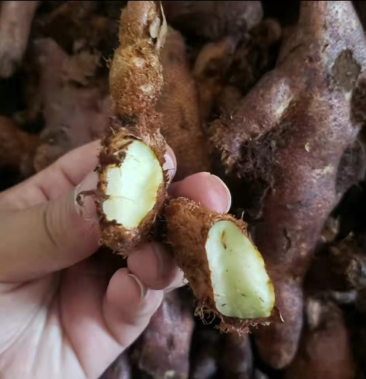 骨碎补鲜货长期供应需要的老板放心下单