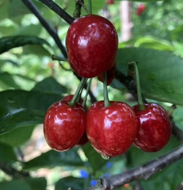 织金凹河万亩樱桃上市