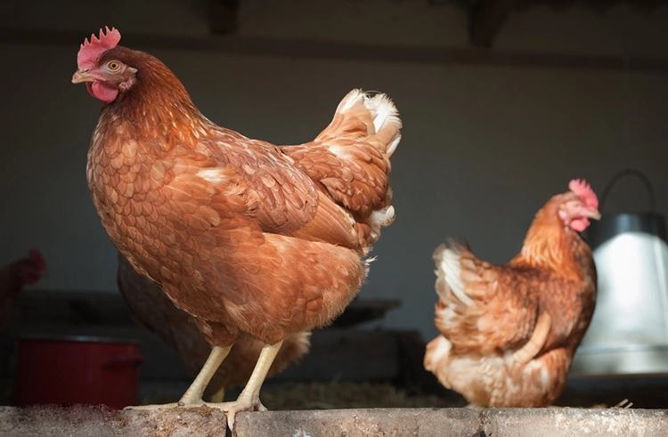 蛋鸡健康档案管理