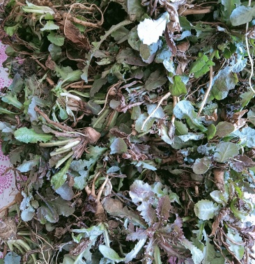 山野菜苦菜茉莉牙