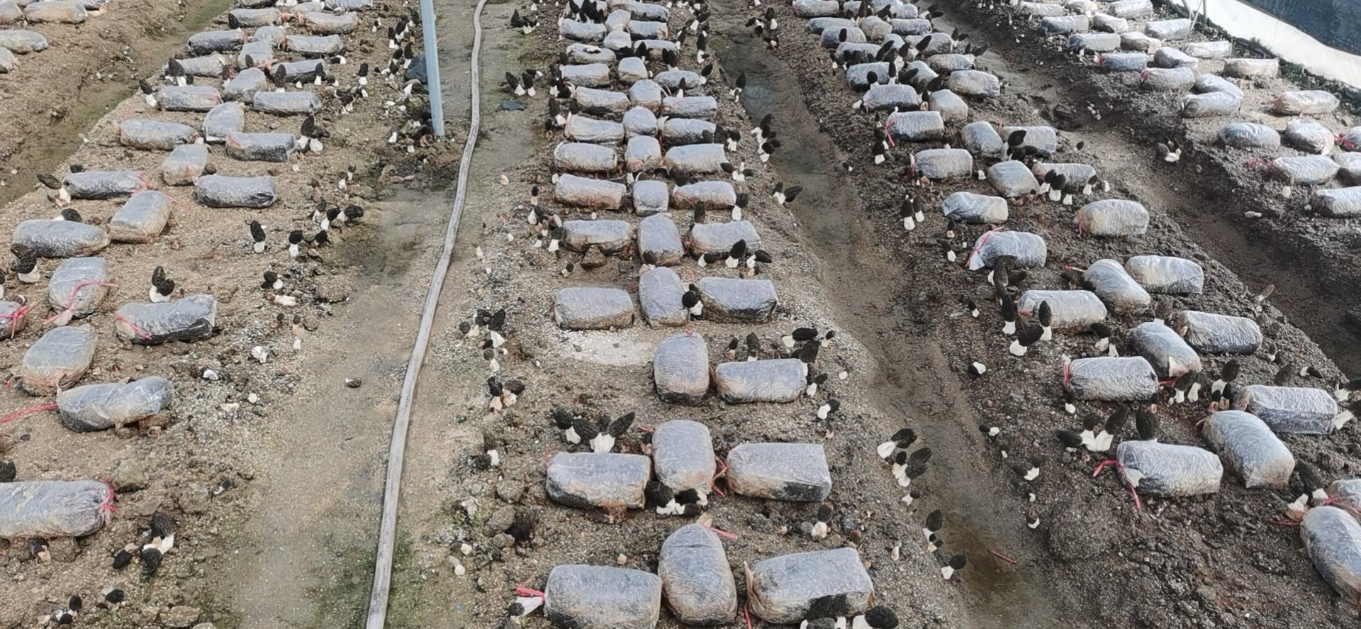 工厂化赤松茸自动化采收线作业场景 赤松茸采收现场