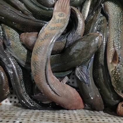 七星鱼,古呆,,原生态混养,吃小鱼小虾长大的黑鱼,支持全国发货,免费