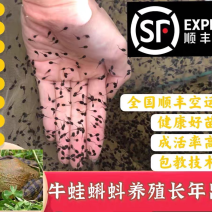 牛蛙蝌蚪种苗优质养殖质量优全国各地可发货