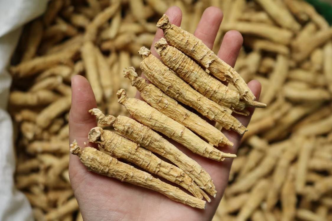 真实消费场景:一位中年女性顾客站在连锁药店参茸专柜前,左手持一盒标注‘加拿大进口西洋参’的蓝色礼盒,右手正比对盒内切片与柜台玻璃下陈列的西洋参标准样;柜员佩戴工牌微笑讲解,背景可见‘GMP认证’‘道地药材溯源’标识牌及电子屏滚动播放《中药材鉴别科普》视频 消费者在药店柜台前对比参类产品标签与实物