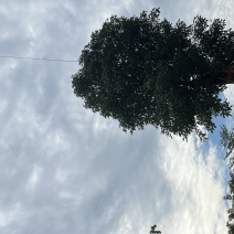 秋枫树桩