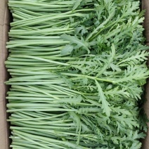 精品茼蒿