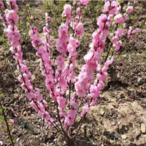 榆叶梅红叶榆叶梅小苗大苗规格全价格优惠