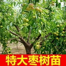 【特大枣树】精品大树沾化冬枣梨枣特大盆栽地栽庭院别墅当年