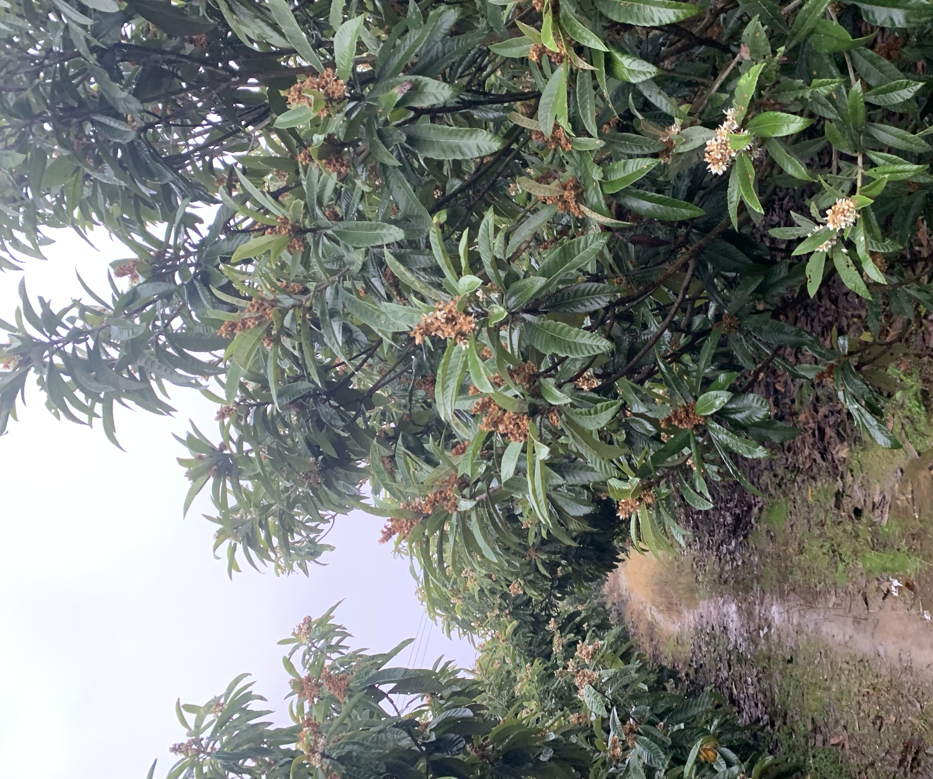 枇杷种植园实景图