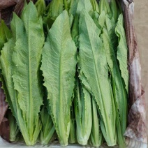 精品油麦菜大量上市，产地直发，新鲜采摘，欢迎各地商客联系