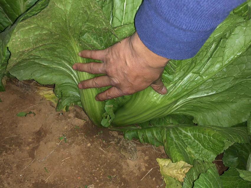 农民在喷洒除草剂后认真清洗手部