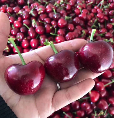 大连瓦房店大樱桃