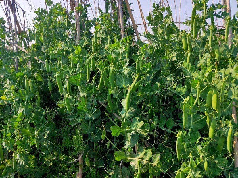 青豌豆在豆荚中