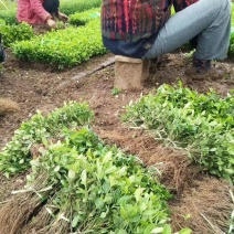 小叶扶芳藤攀援爬藤植物庭院绿化苗生长快四季不掉叶