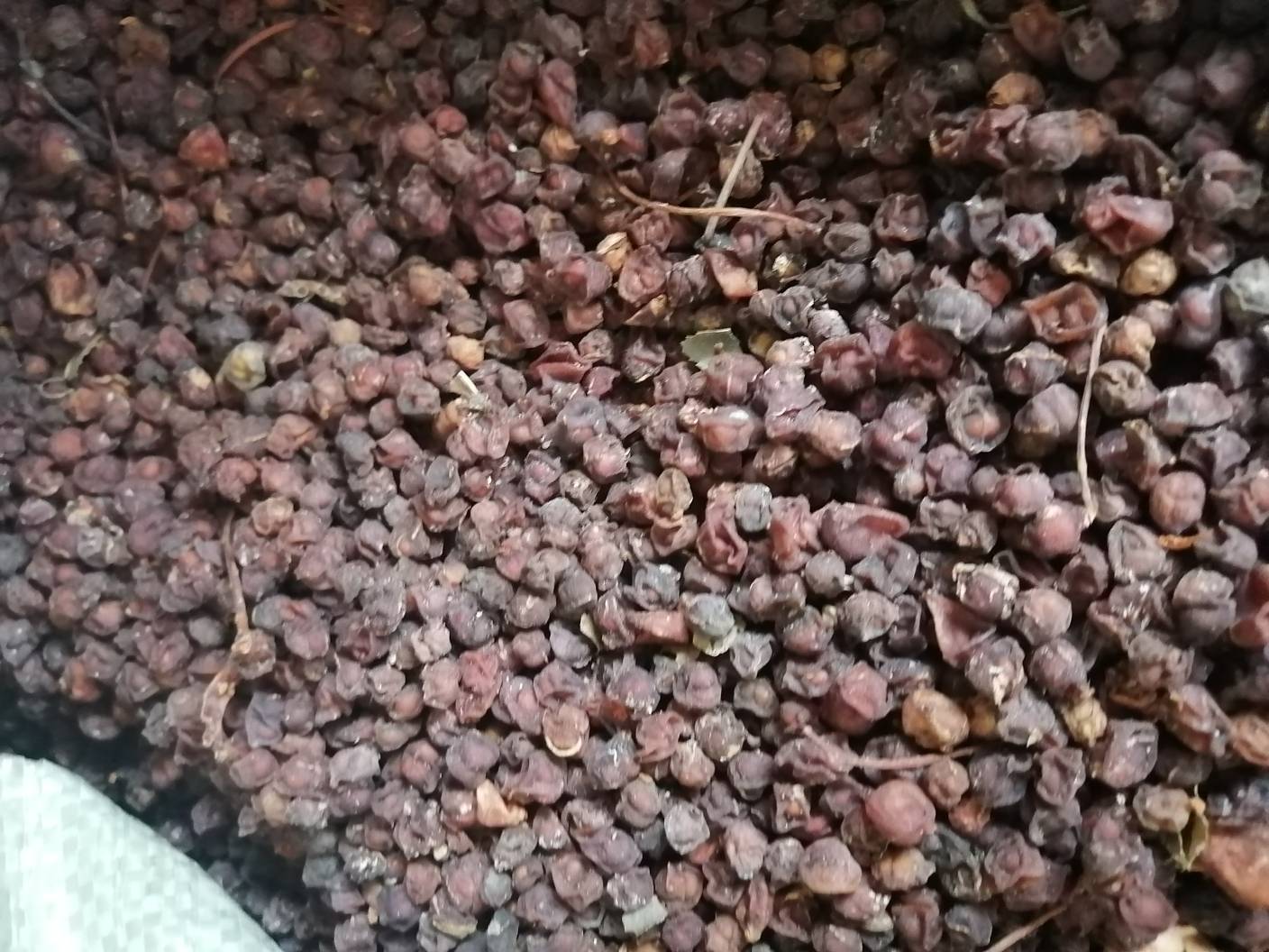 南五味子果实特写