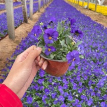 牵牛花矮牵牛花垂钓牵牛五彩牵牛基地直发视频看货