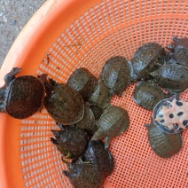 甲鱼苗，长期供应优良鱼苗，场地直销欢迎订购。