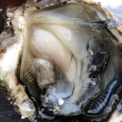 福建南澳生蚝产地行情