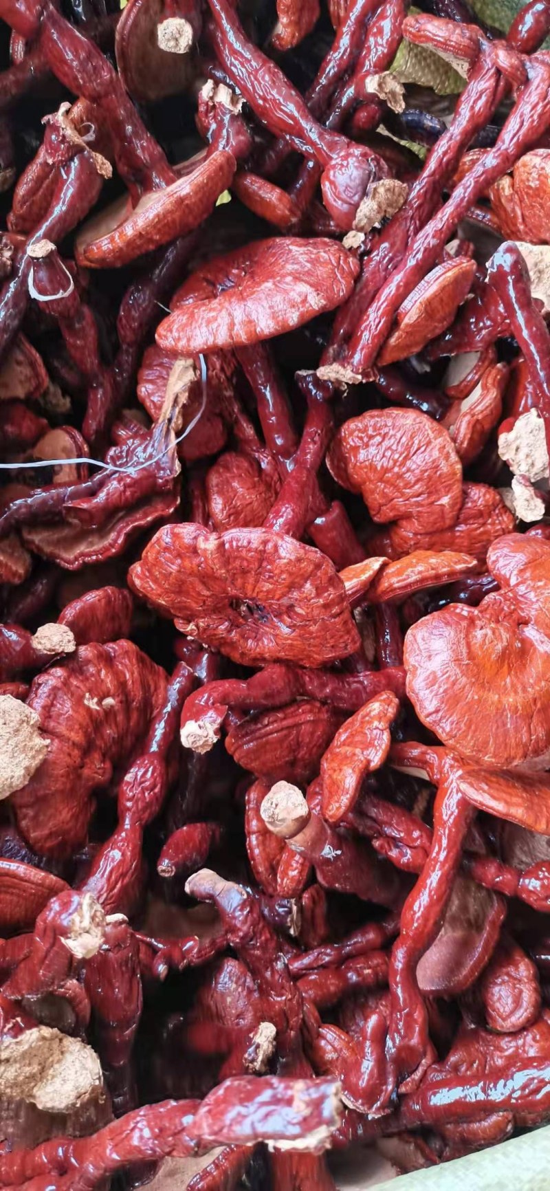 大兴安岭灵芝纯野生灵芝红灵芝东北纯正源头批发直销